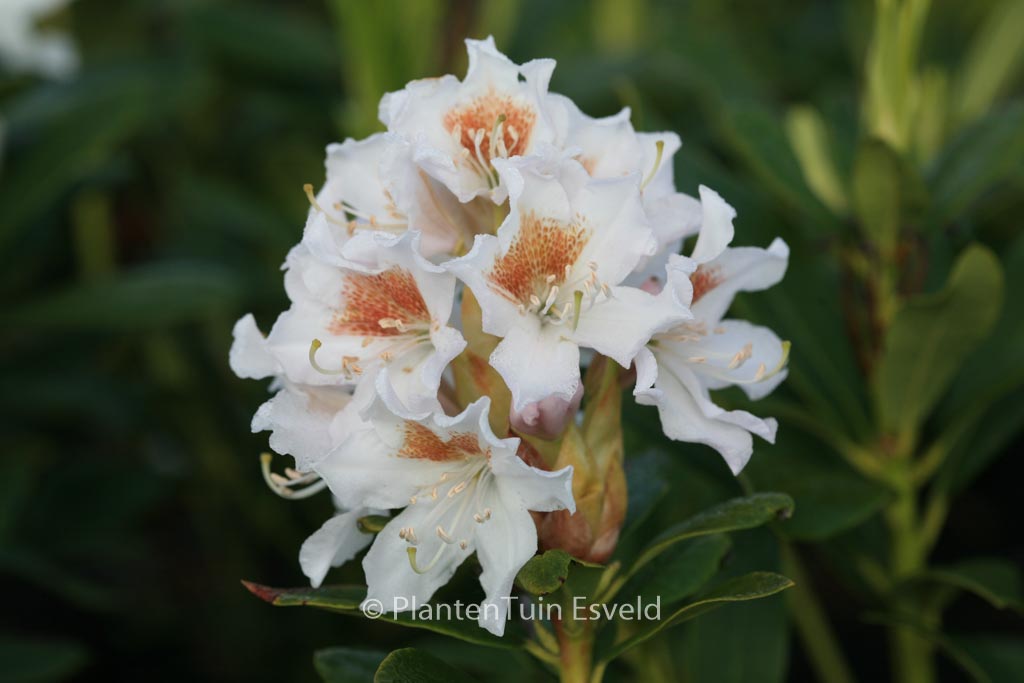 Rhododendron ‚Cunningham’s White‘