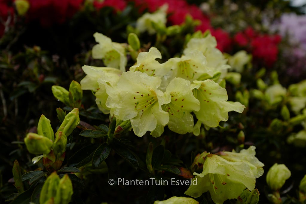 Rhododendron ‚Curlew‘