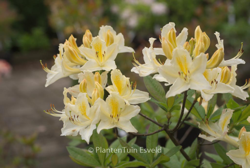 Rhododendron ‚Daviesii‘ (Azalea)