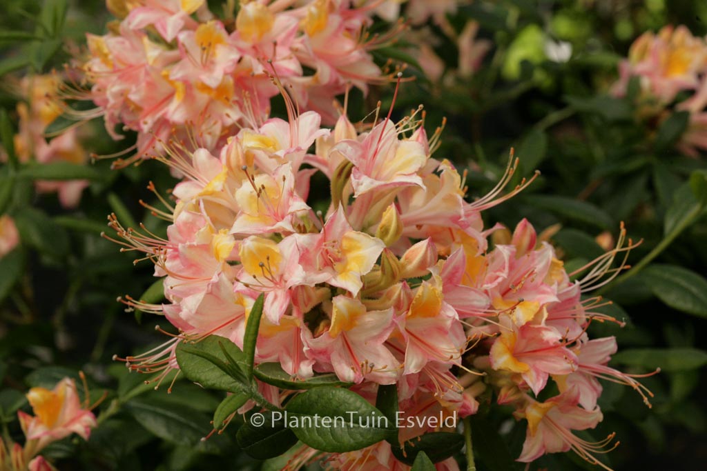 Rhododendron ‚Delicata‘ (Azalea)