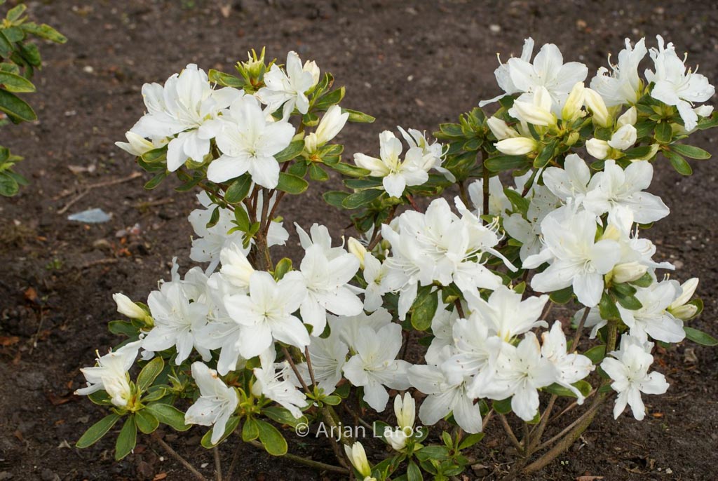 Rhododendron ‚Desiree‘ (Azalea)