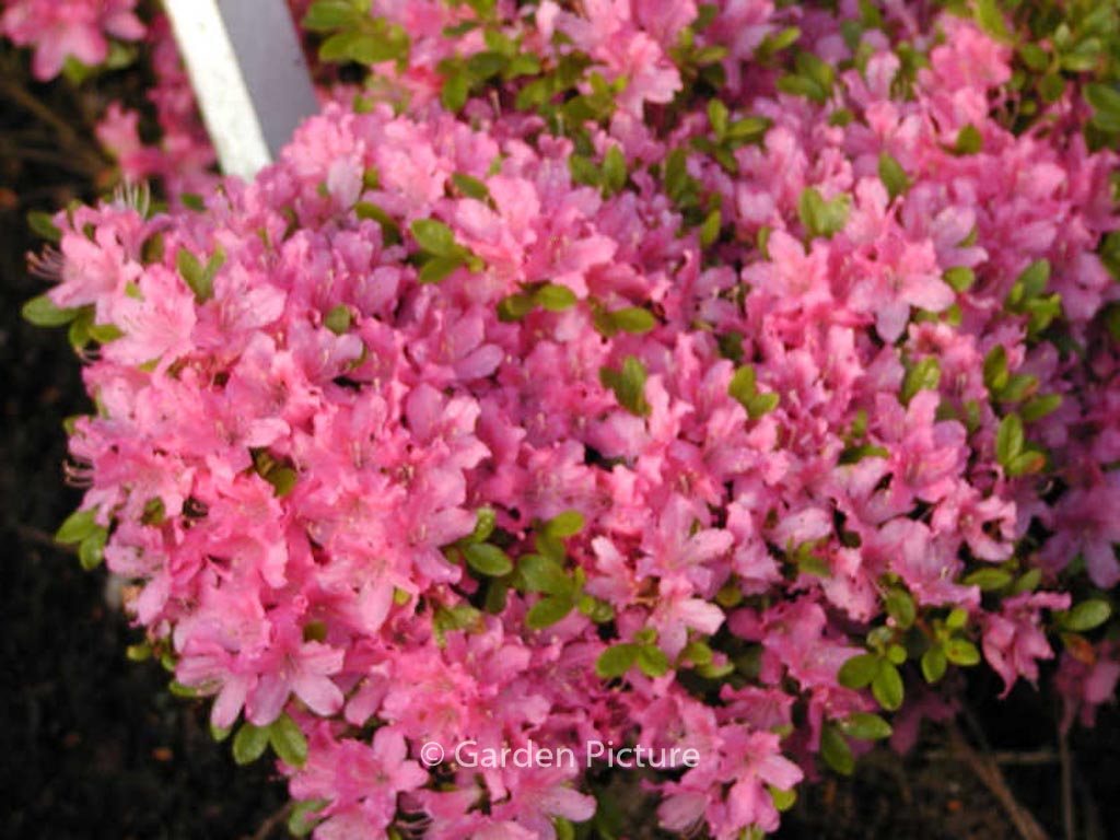 Rhododendron ‚Diamant Rose‘ (Azalea)