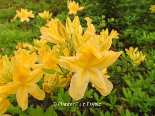 Rhododendron ‚Directeur Moerlands‘ (Azalea)