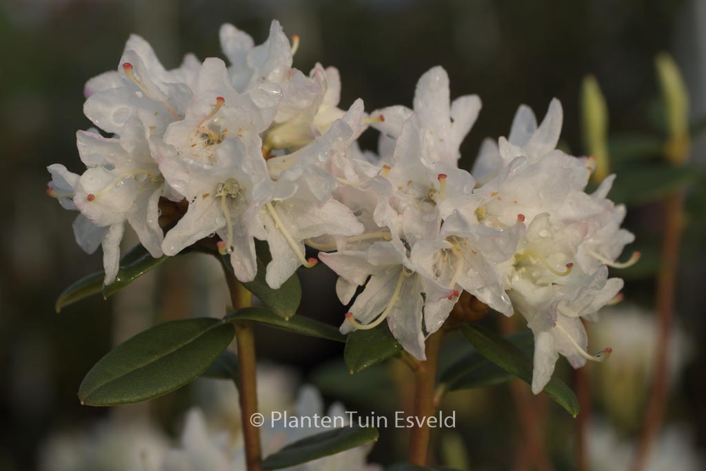 Rhododendron ‚Donna Totten‘