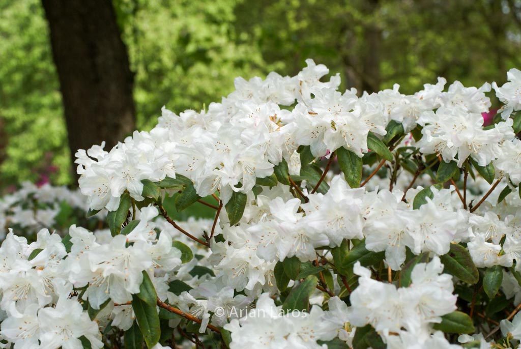 Rhododendron ‚Dora Amateis‘