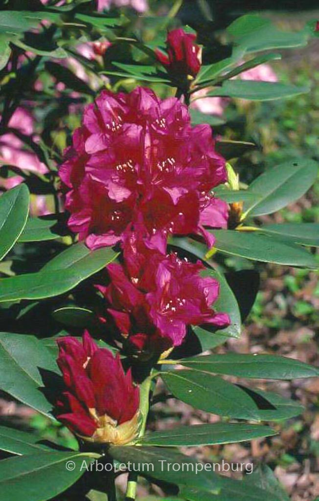 Rhododendron ‚Dr. H.C. Dresselhuys‘