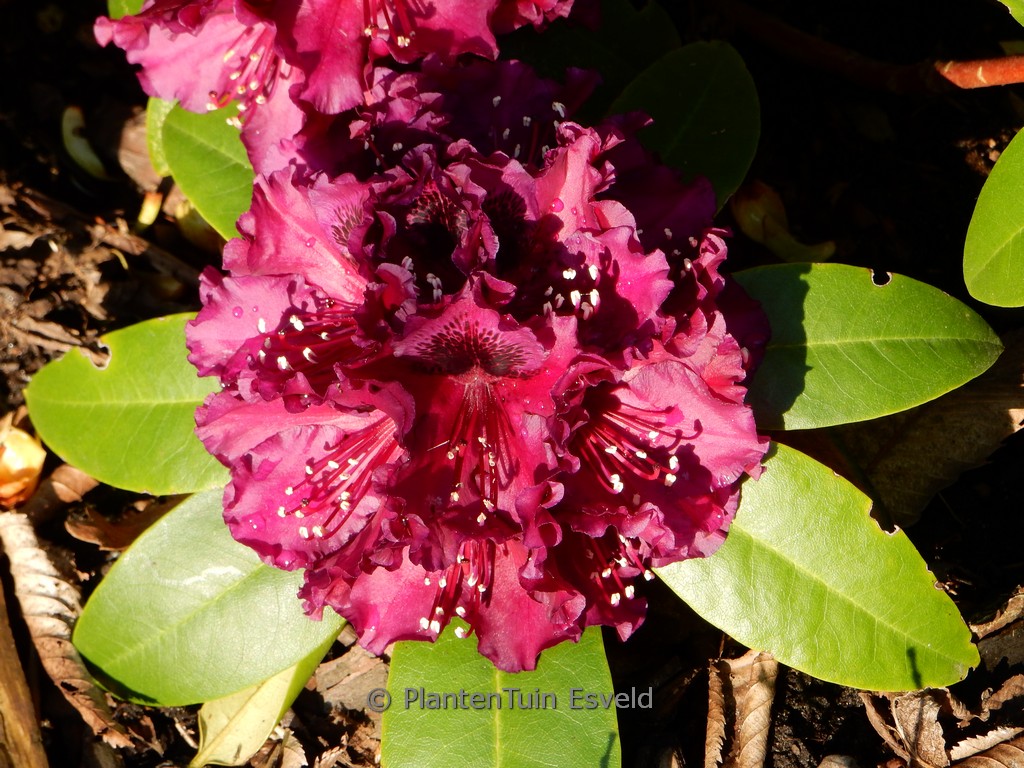 Rhododendron ‚Dramatic Dark‘