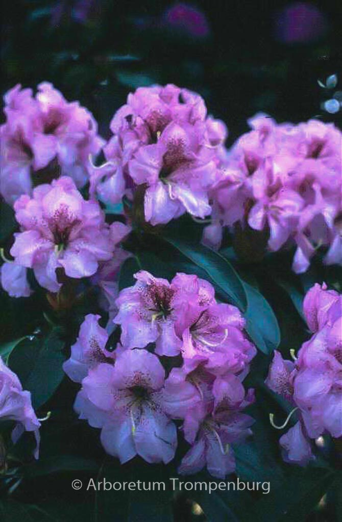 Rhododendron ‚Duftauge‘