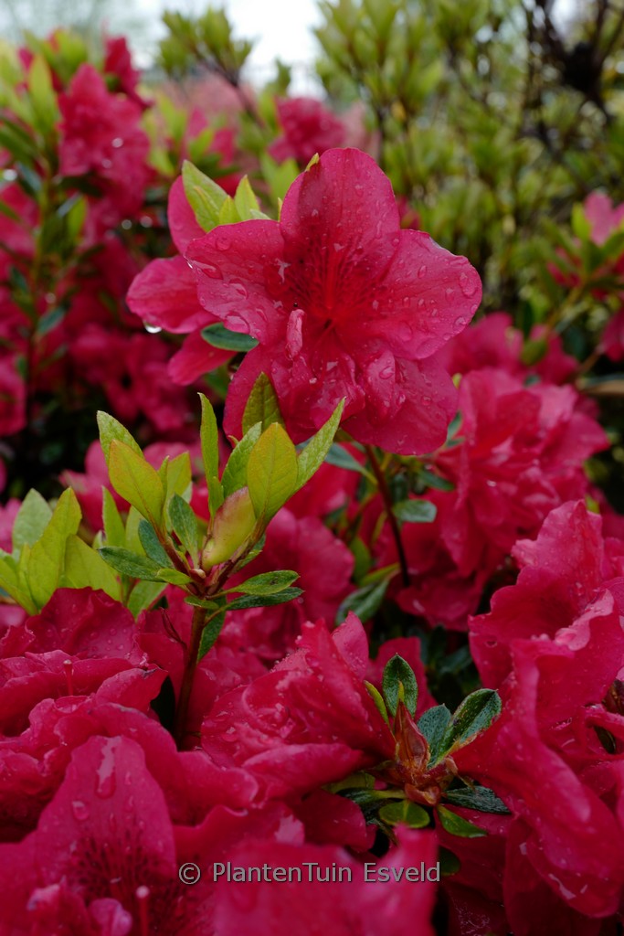 Rhododendron ENCORE AUTUMN FIRE ‚Roblez‘ (Az)