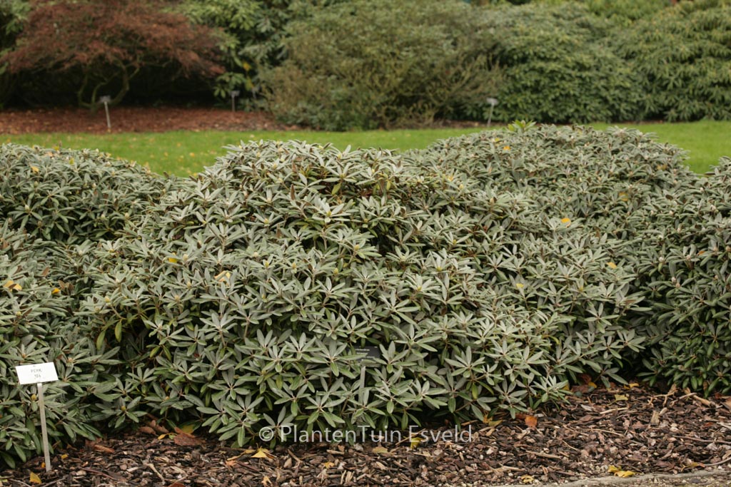 Rhododendron ‚Edelweiss‘