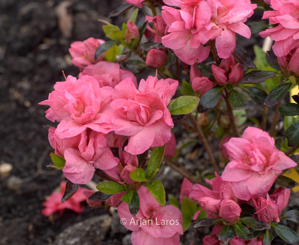 Rhododendron ‚Edna Bee‘ (Azalea)