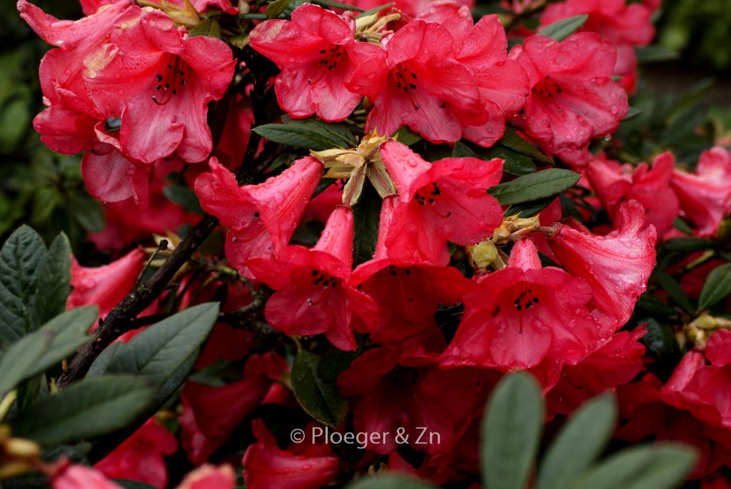 Rhododendron ‚Elizabeth‘