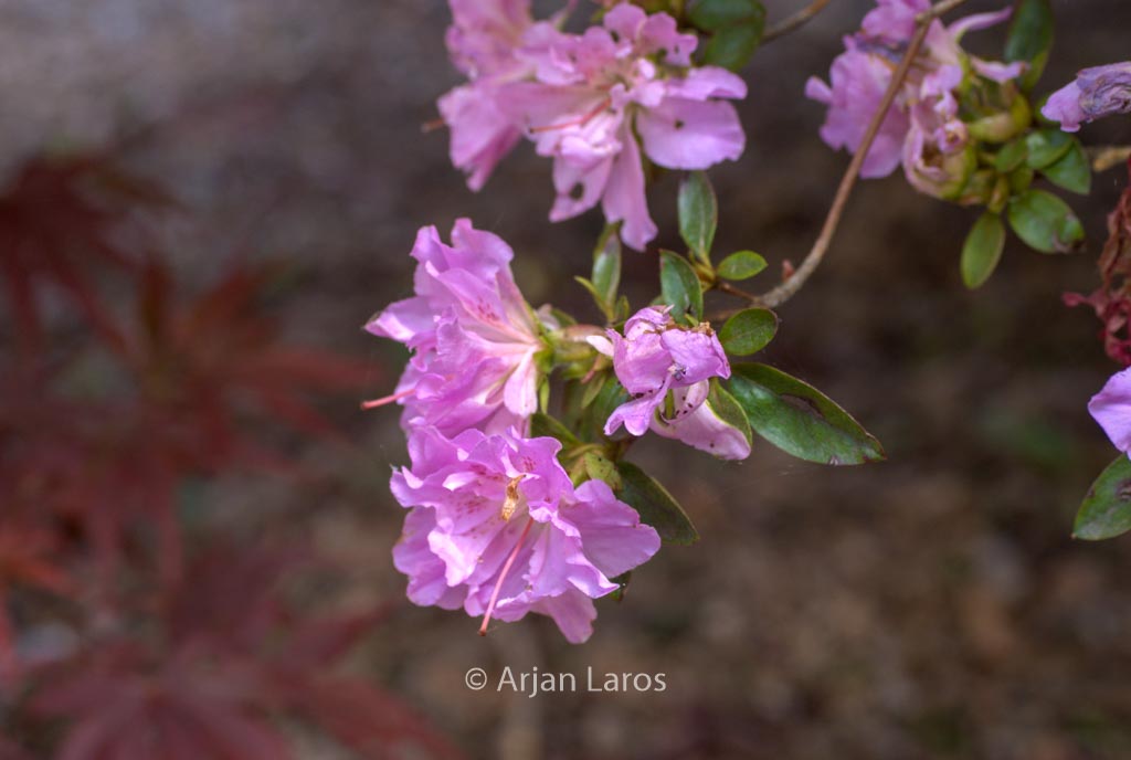 Rhododendron ‚Elsie Lee‘ (Azalea)