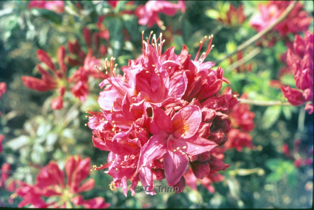 Rhododendron ‚Elsie Pratt‘ (Azalea)