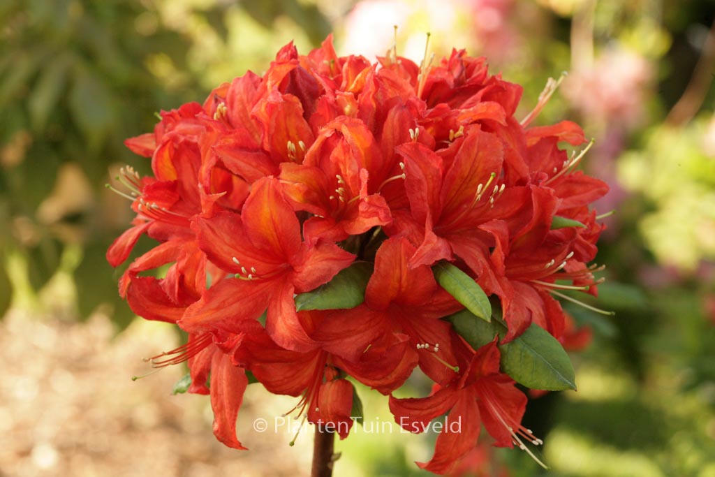 Rhododendron ‚Embley Crimson‘ (Azalea)