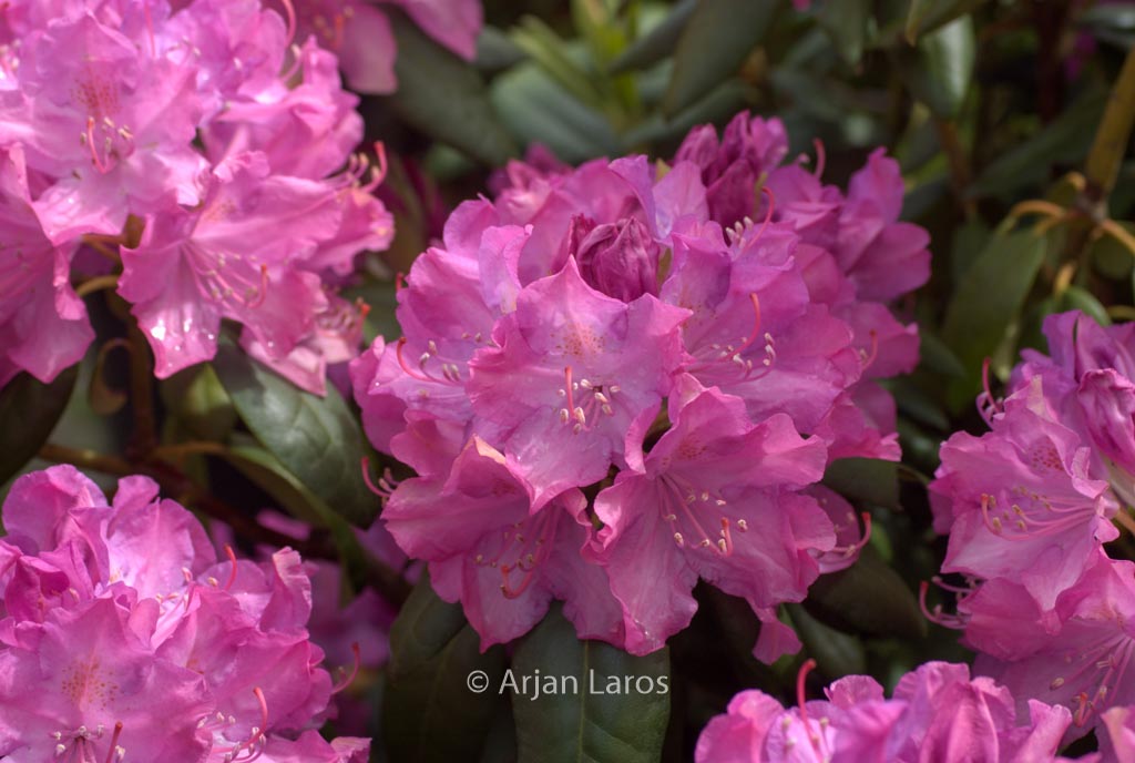 Rhododendron ‚English Roseum‘