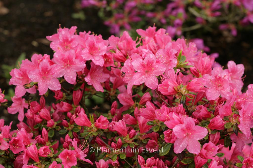 Rhododendron ‚Ennepe‘ (Azalea)