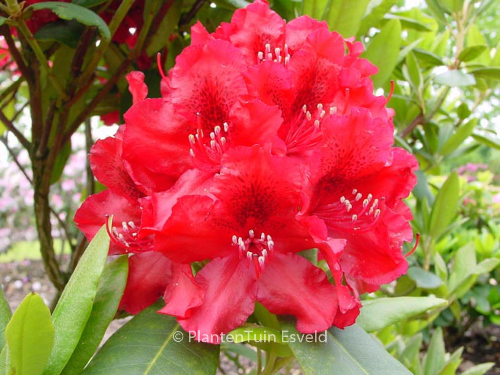 Rhododendron ‚Erato‘