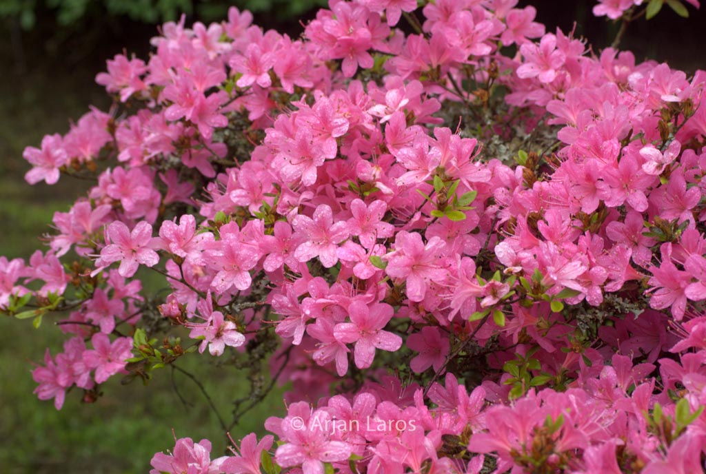 Rhododendron ‚Esmeralda‘ (Azalea)