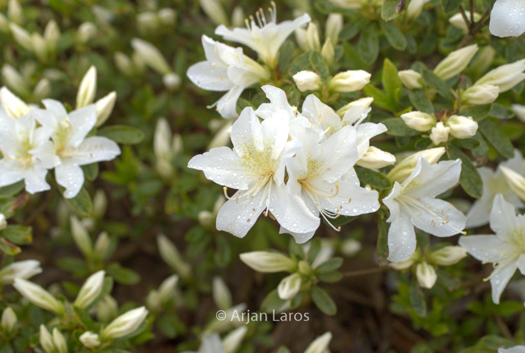 Rhododendron ‚Everest‘ (Azalea)