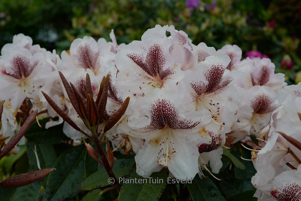 Rhododendron ‚Extraordinaire‘