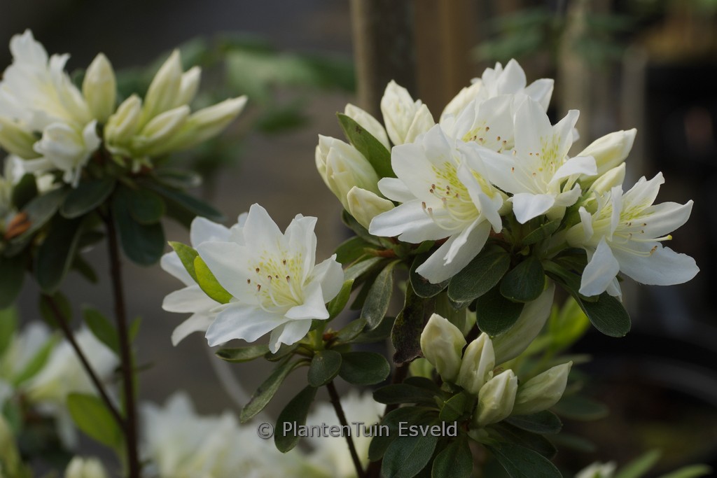 Rhododendron ‚Fago-no-fugi‘ (Azalea)