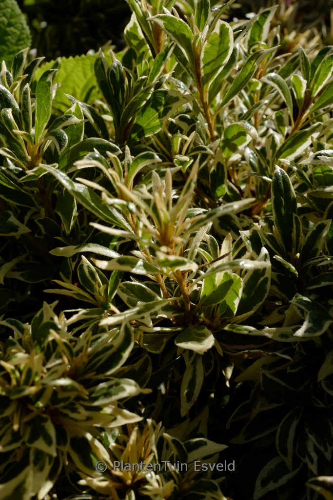 Rhododendron ‚Farrow‘ (BOLLYWOOD) (Azalea)