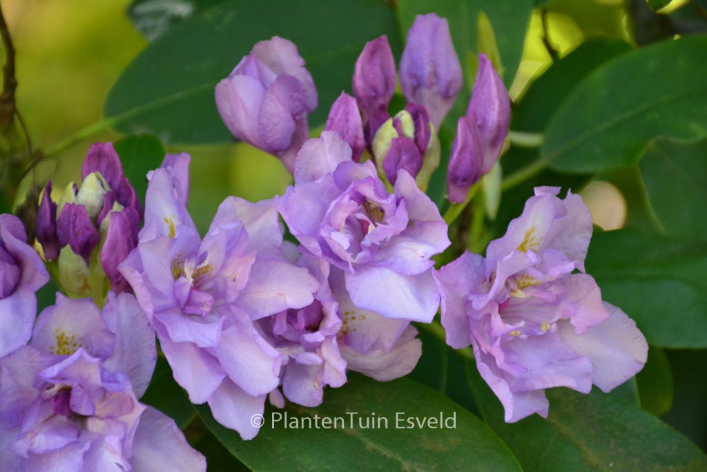 Rhododendron ‚Fastuosum Plenum‘