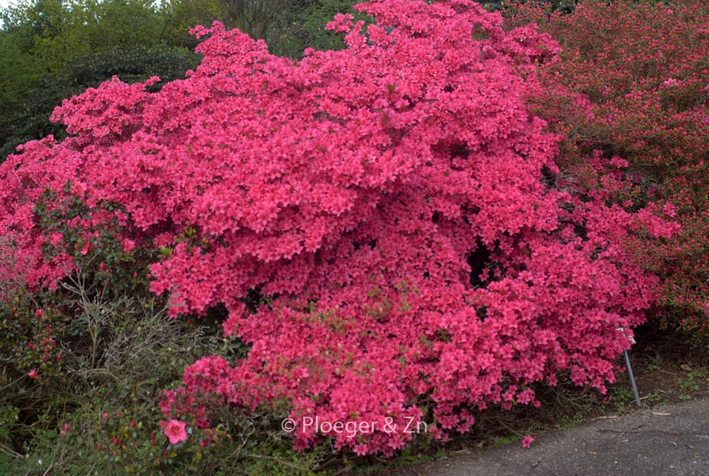 Rhododendron ‚Favorite‘ (Azalea)