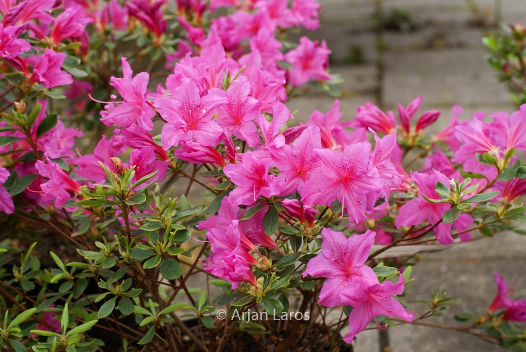Rhododendron ‚Flaeri‘ (Azalea)