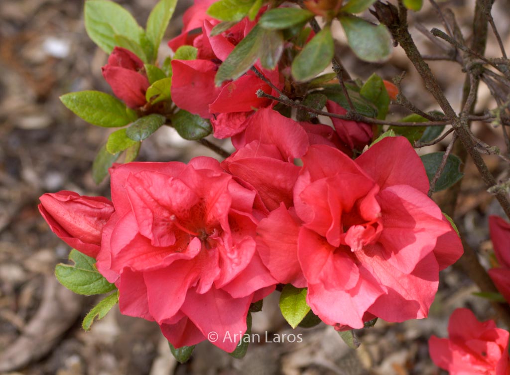 Rhododendron ‚Florida‘ (Azalea)