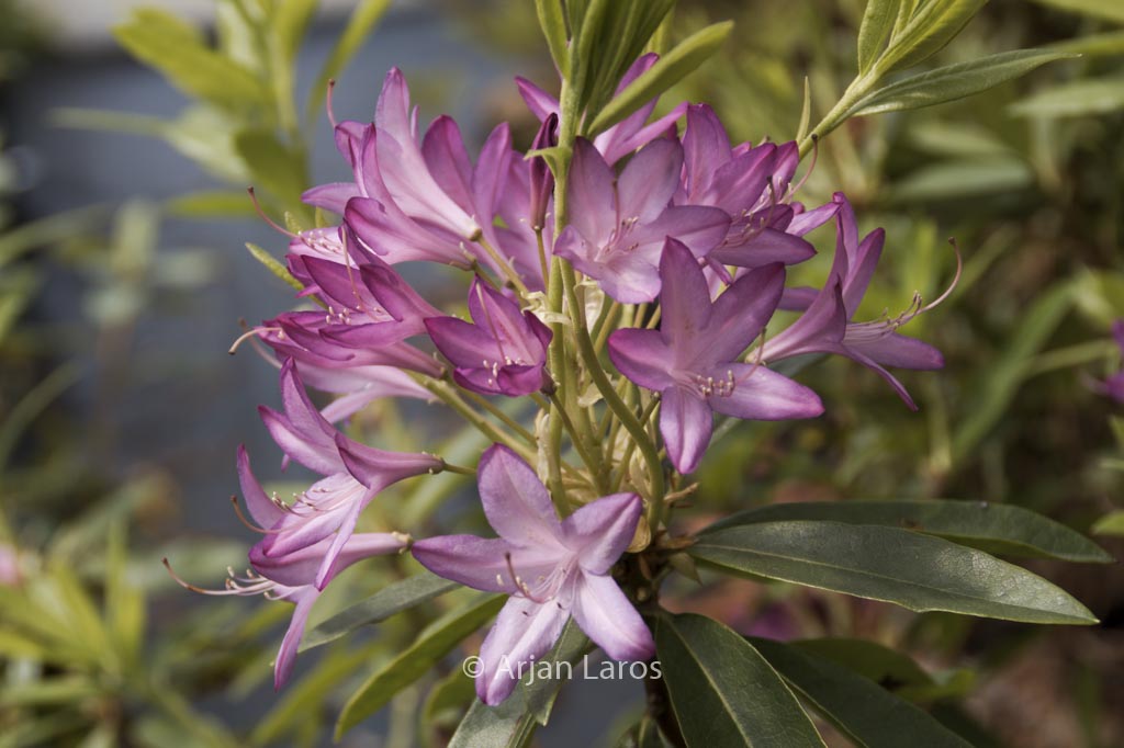 Rhododendron ‚Fragrans‘