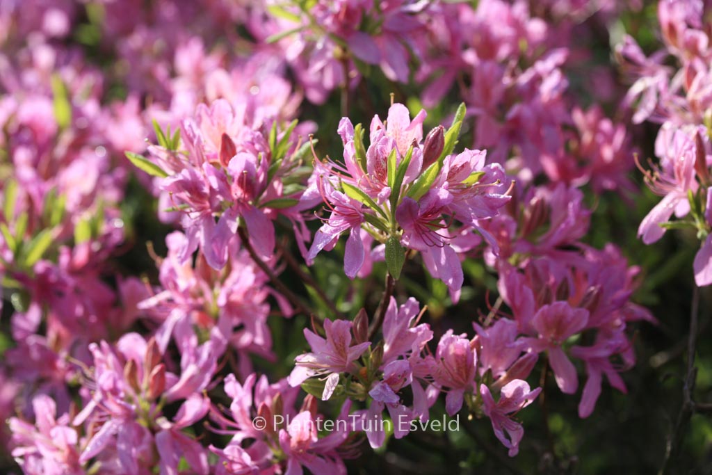 Rhododendron ‚Fraseri‘