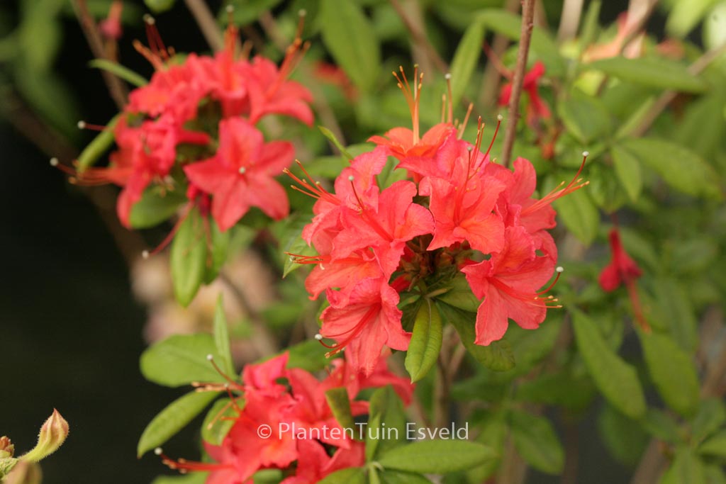 Rhododendron ‚Fritz Quihou‘ (Azalea)