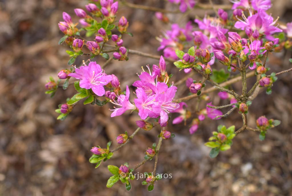 Rhododendron ‚Fugen no tsuki‘ (Azalea)