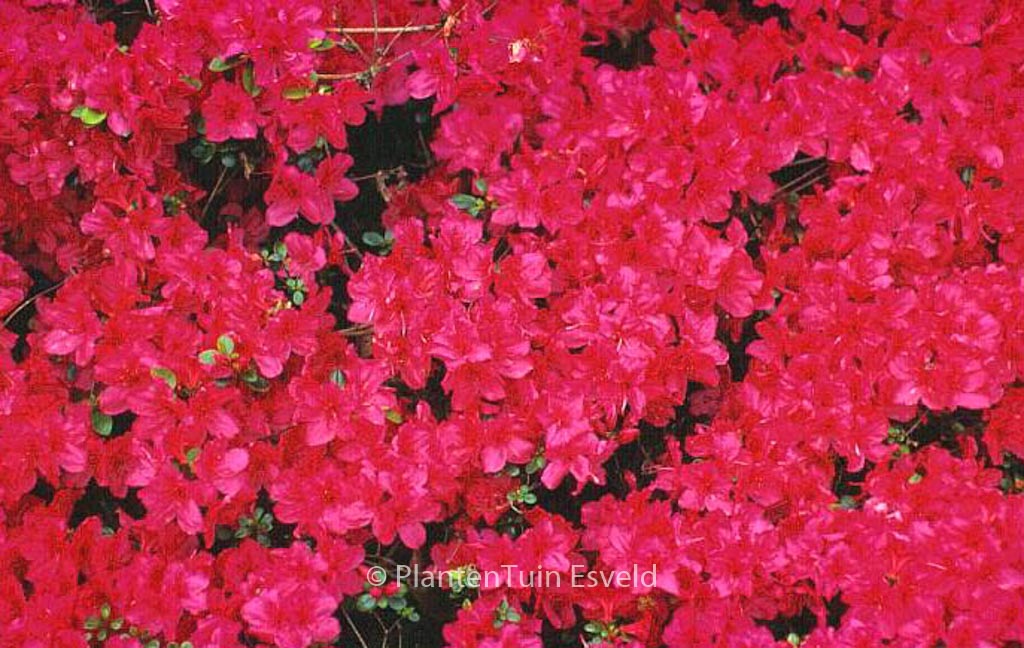 Rhododendron ‚Gabriele‘ (Azalea)