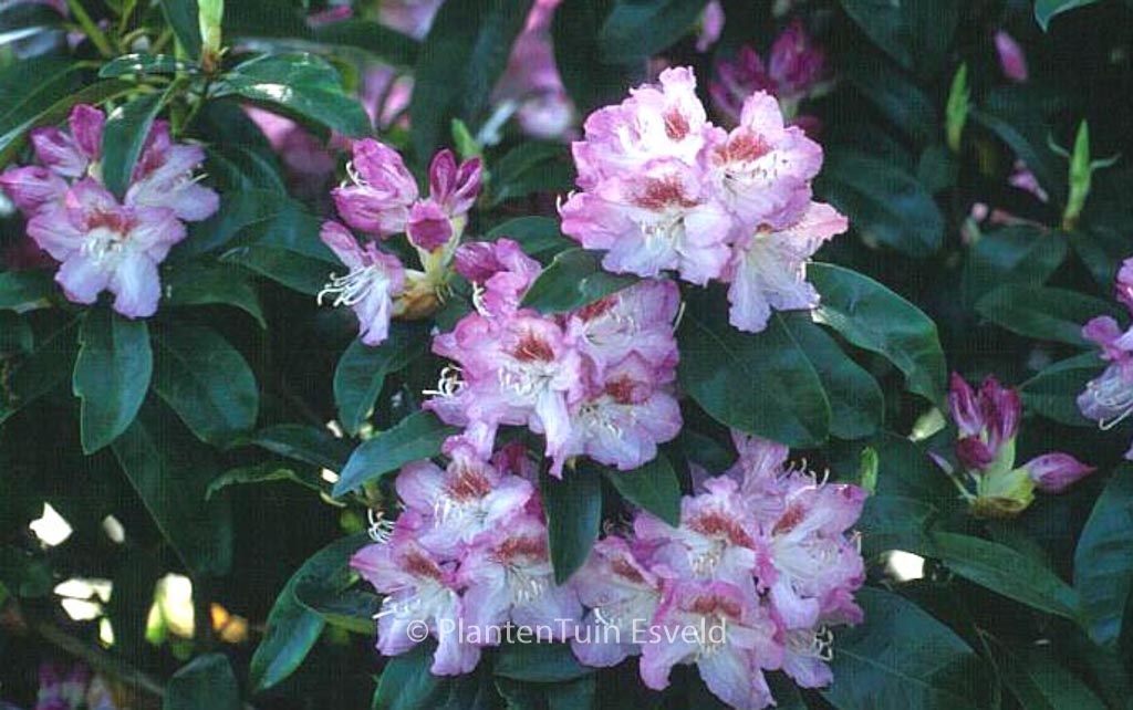 Rhododendron ‚Gabriele Liebig‘