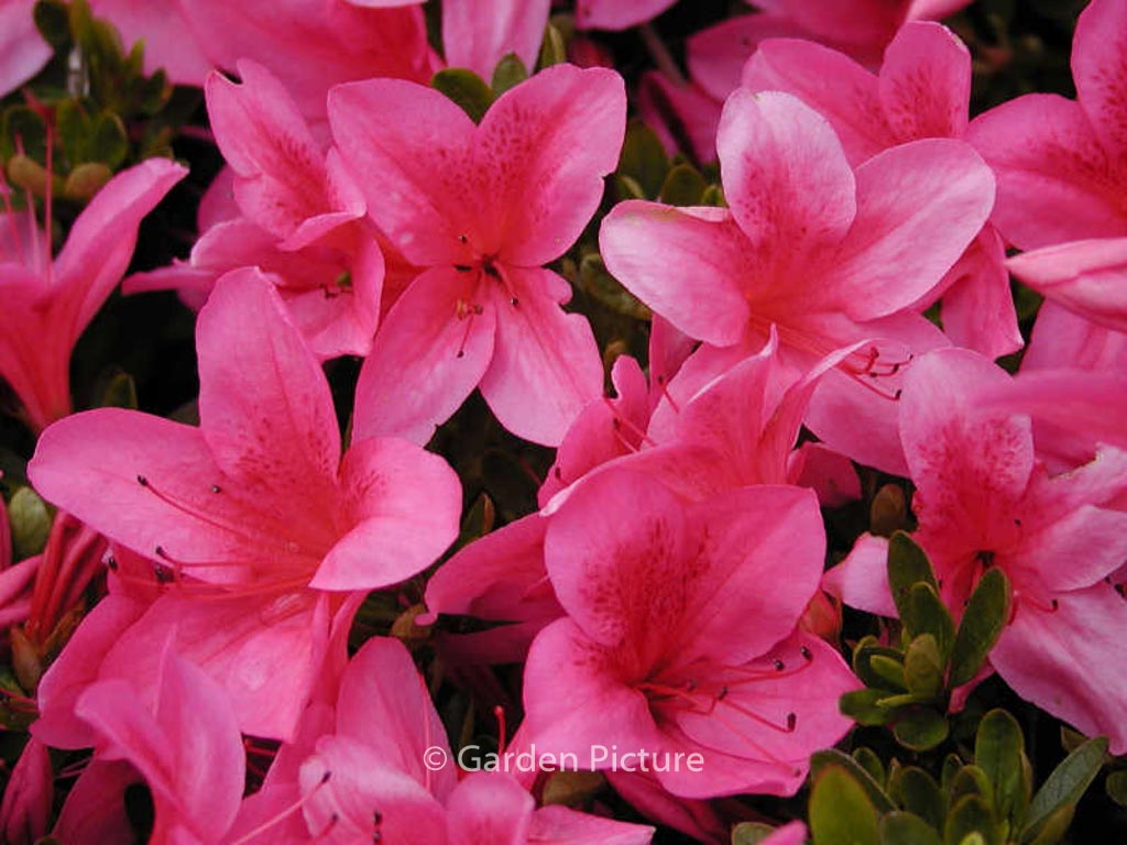 Rhododendron ‚Gaiety‘ (Azalea)
