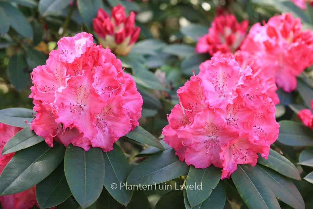 Rhododendron ‚Germania‘