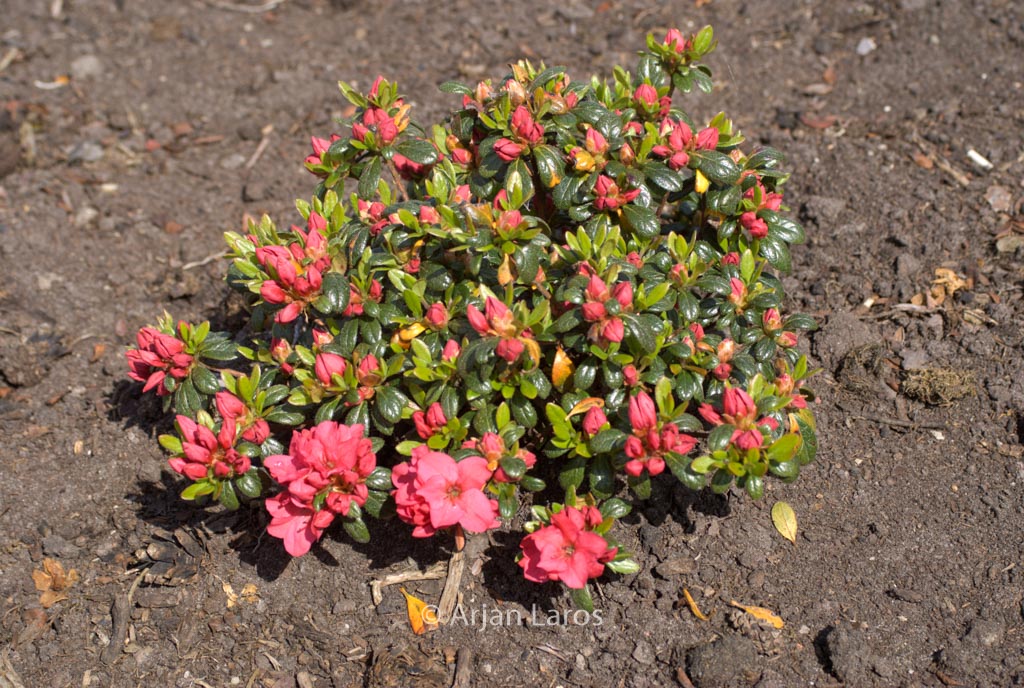 Rhododendron ‚Gertrud‘ (Azalea)