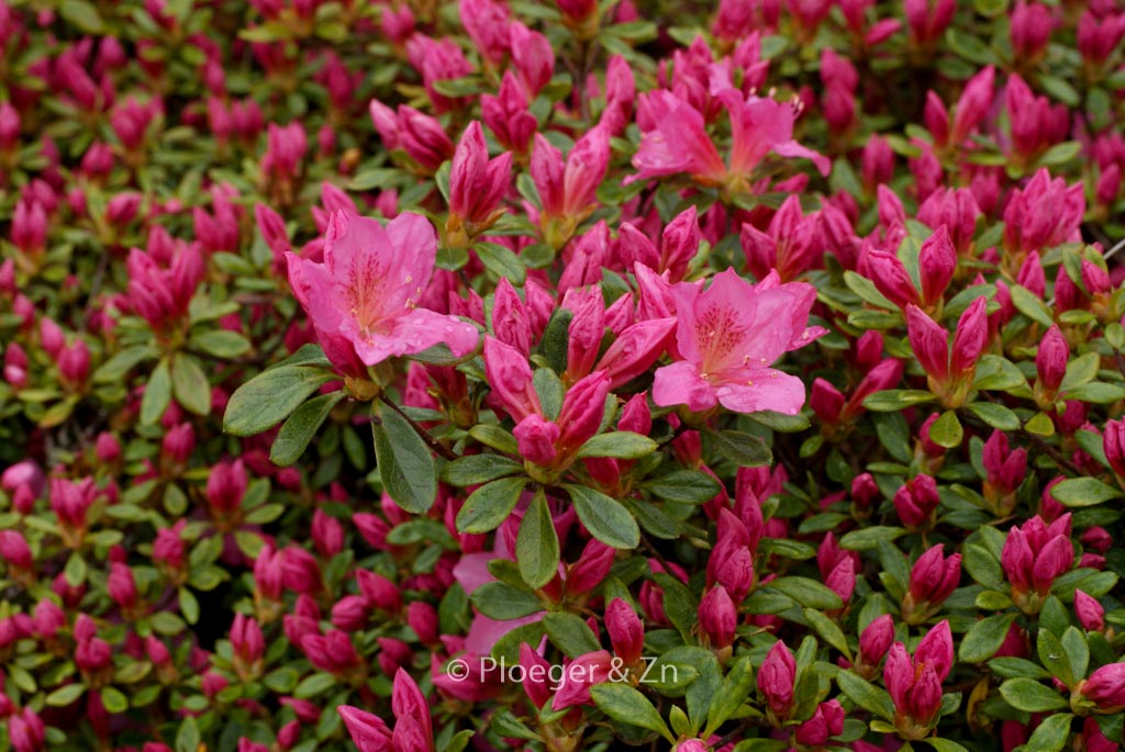 Rhododendron ‚Gilbert Mullie‘ (Azalea)