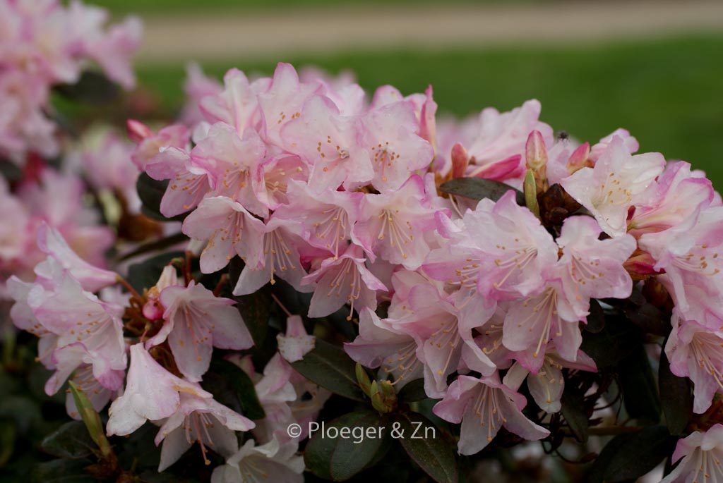Rhododendron ‚Ginny Gee‘