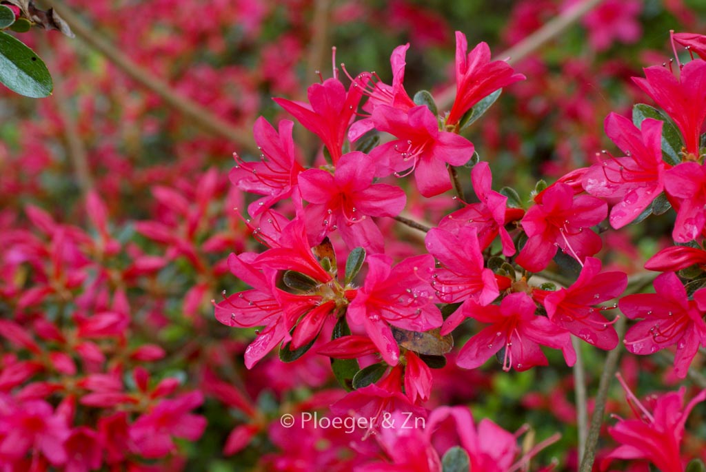 Rhododendron ‚Girard’s Unsurpassable‘ (Azalea