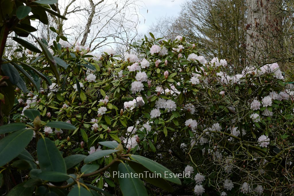 Rhododendron ‚Glennyanum‘