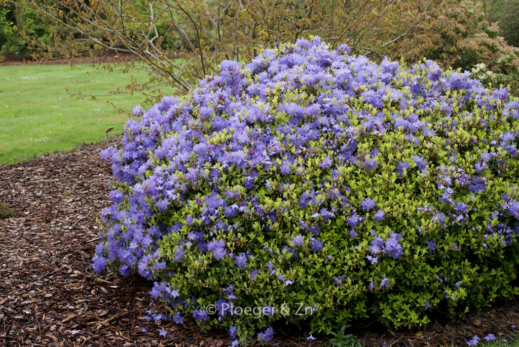 Rhododendron ‚Gletschernacht‘