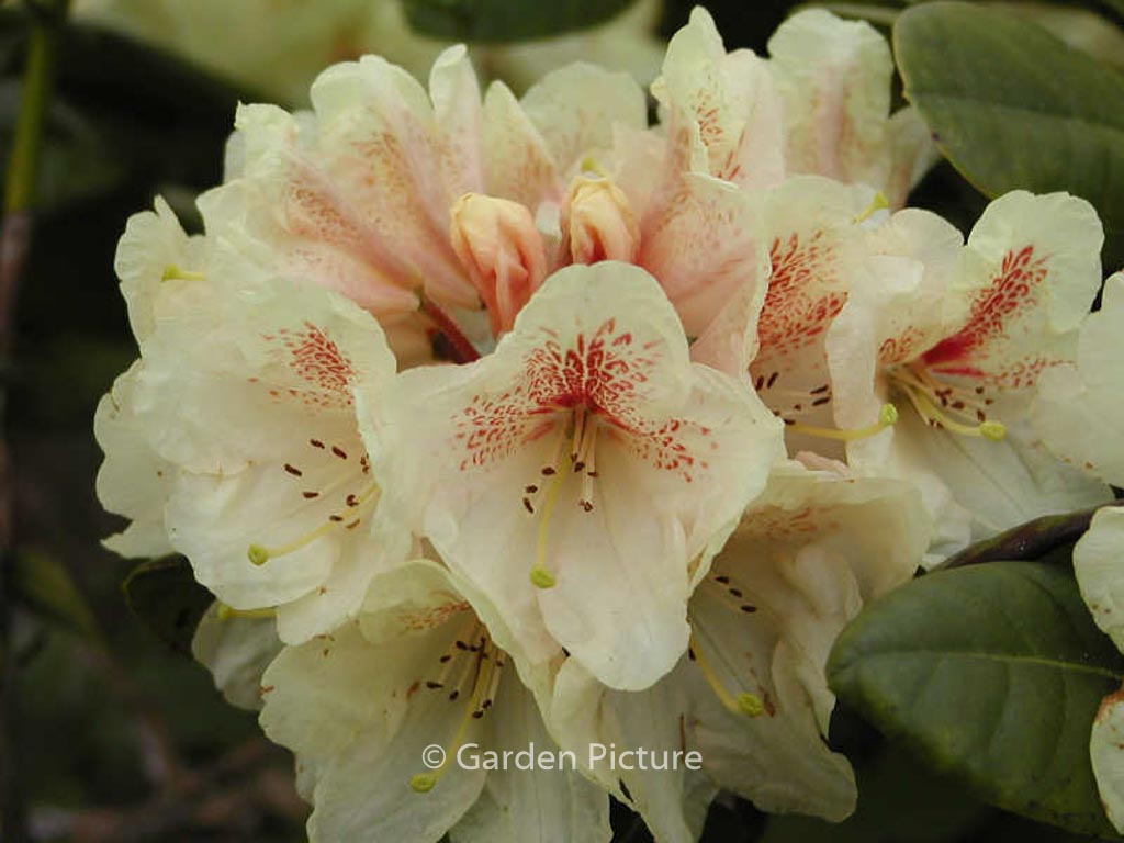 Rhododendron ‚Goldbukett‘