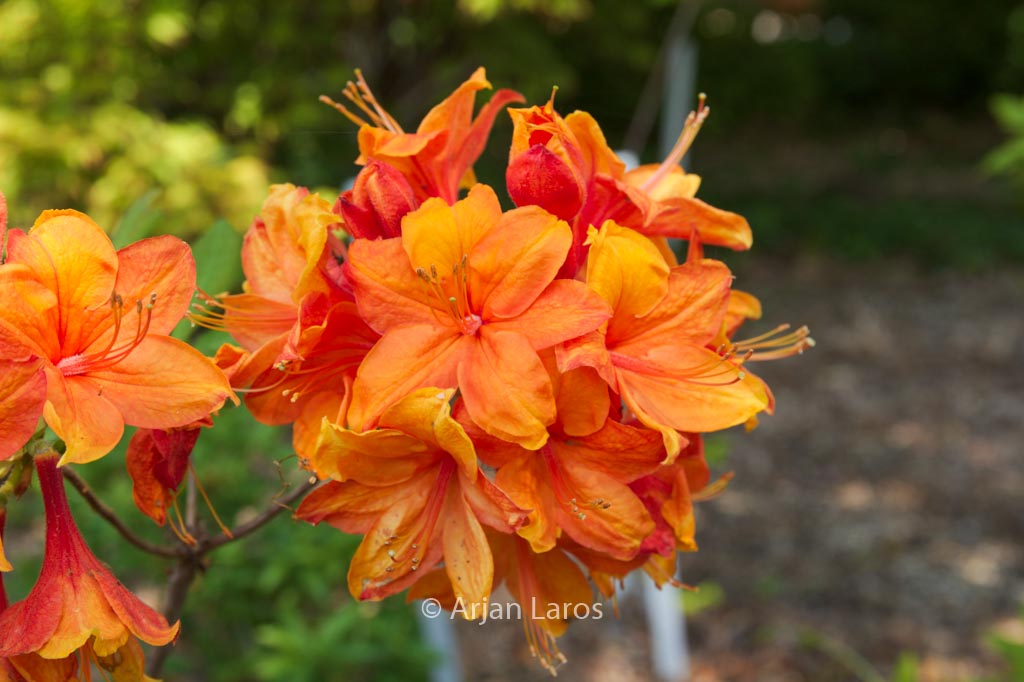 Rhododendron ‚Golden Eagle‘ (Azalea)