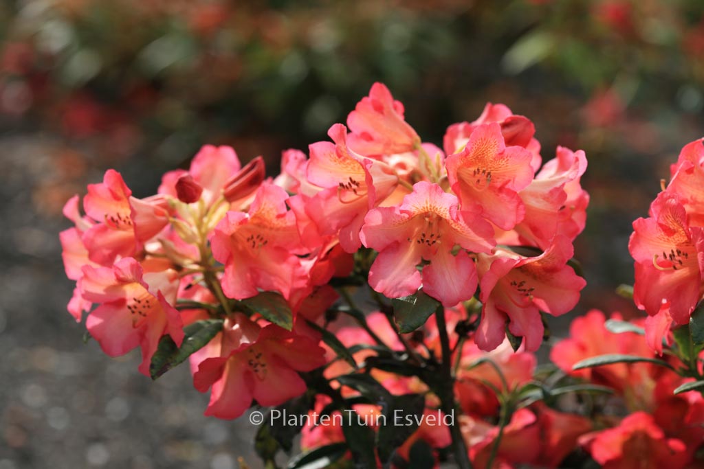 Rhododendron ‚Golden Gate‘