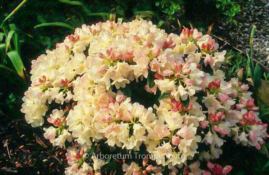 Rhododendron ‚Golden Torch‘