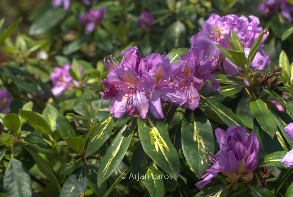 Rhododendron ‚Goldflimmer‘